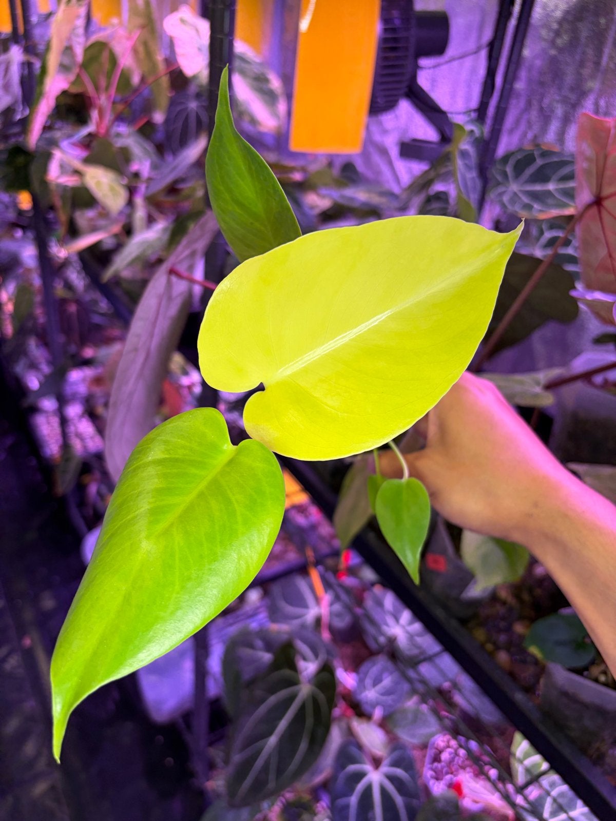 Monstera 'Lemon Lime', Overige soorten, Vaste plant, Ophalen of Verzenden, Bloeit niet