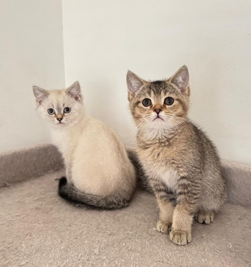 Britse korthaar kittens/ raszuivere, Dieren en Toebehoren, Katten en Kittens | Overige Katten, Meerdere dieren
