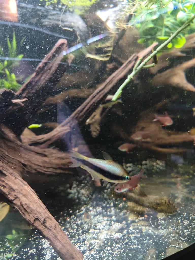12x keizer Tetra, Vis