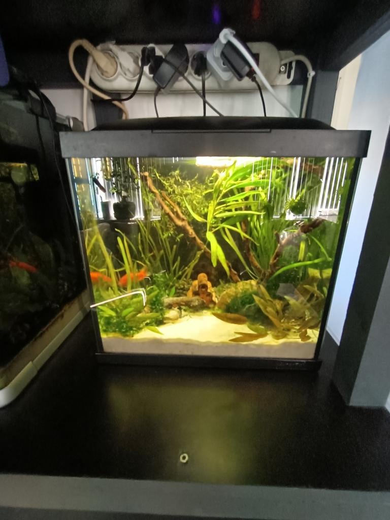 Mooi helemaal compleet 36 cm aquarium in Rotterdam, Ophalen, Zo goed als nieuw
