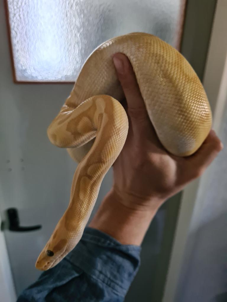 Te koop: python regius Super Enchi Banana Pastel + terrarium Ball Python - unknown for sale from ronnie