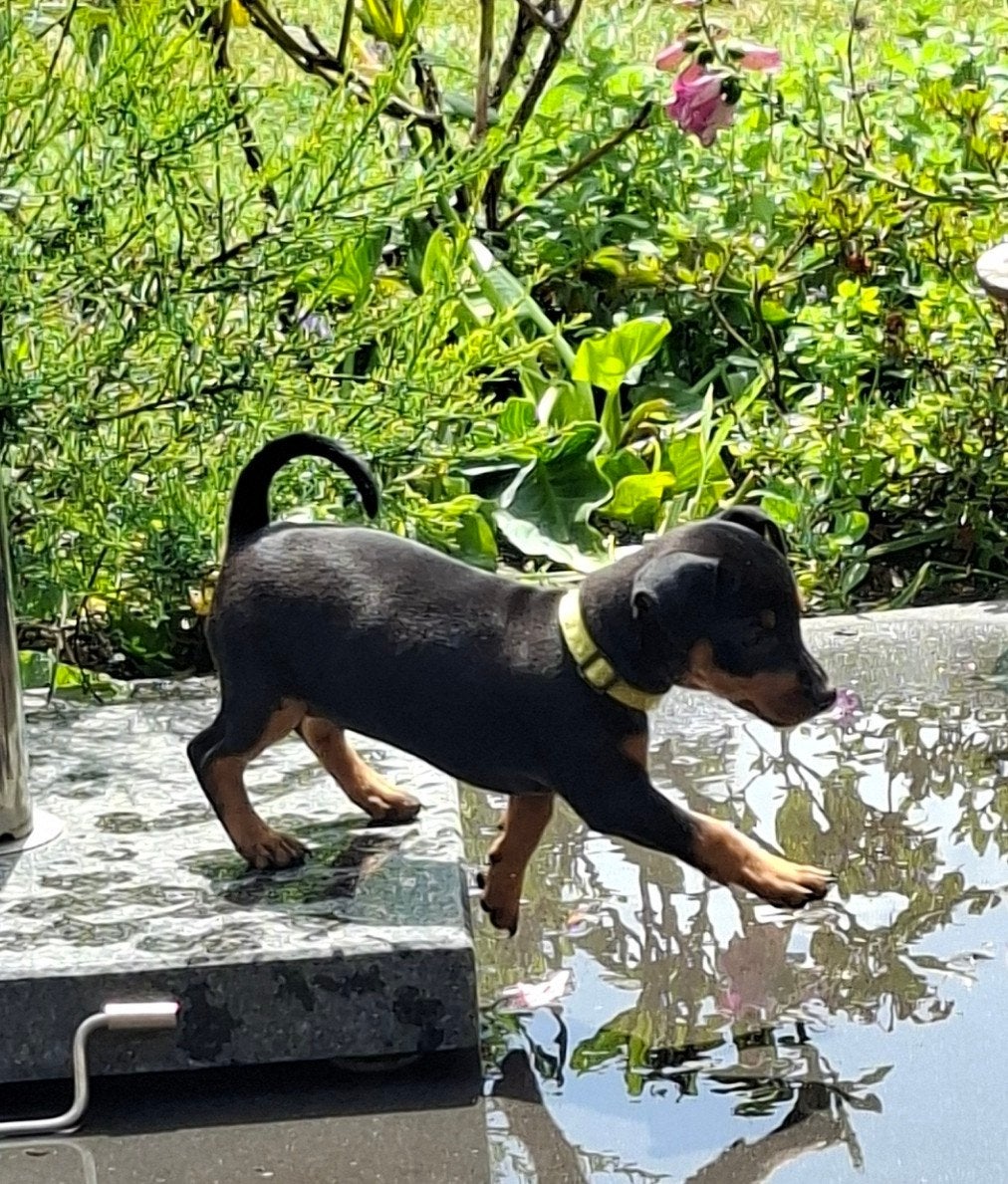 Dwergpincher puppy's aangeboden, Dieren en Toebehoren, Overige rassen, 8 tot 15 weken, Meerdere, Meerdere dieren