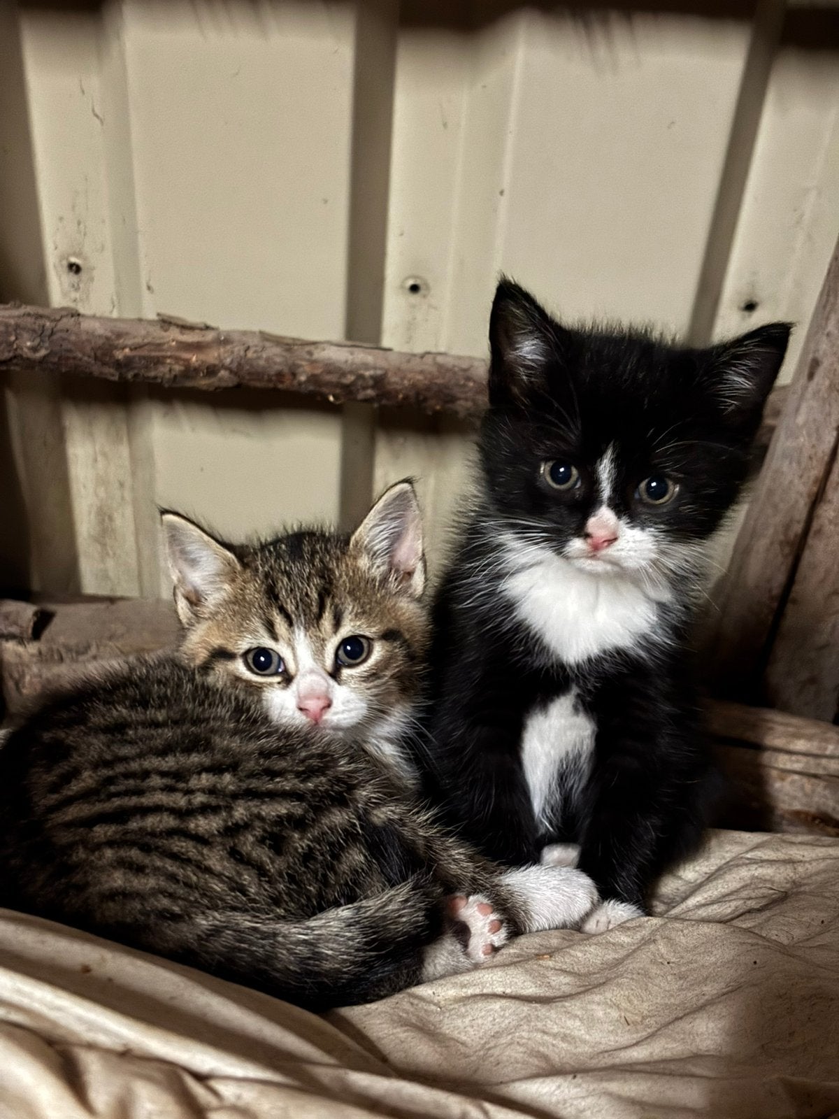 Boerderij kittens, Meerdere dieren, Kortharig, 0 tot 2 jaar