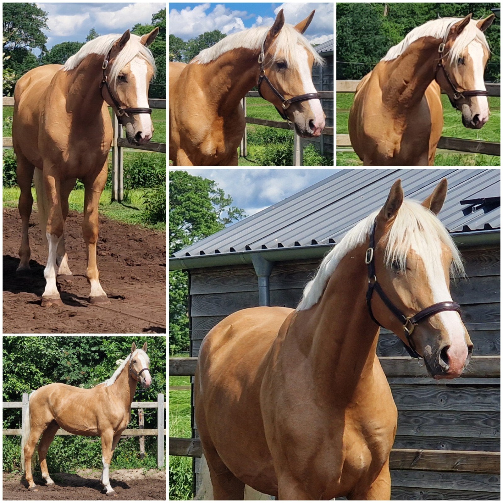 Deze week halen: 7500 euro!, Met stamboom, Ruin, Dressuurpaard, 3 tot 6 jaar