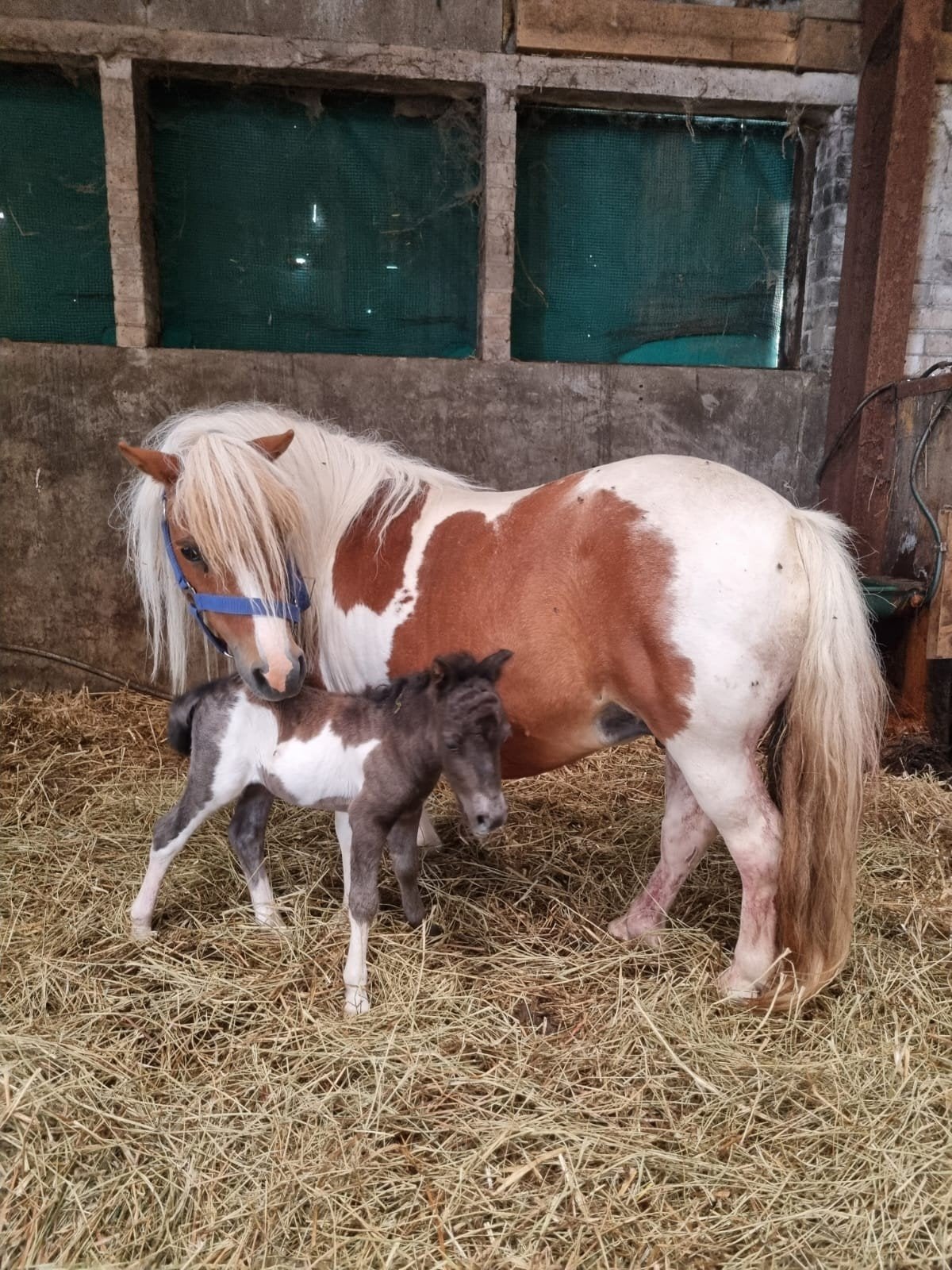supermooie Shetlander veulens, Niet van toepassing, A pony (tot 1.17m), Ontwormd, 0 tot 2 jaar