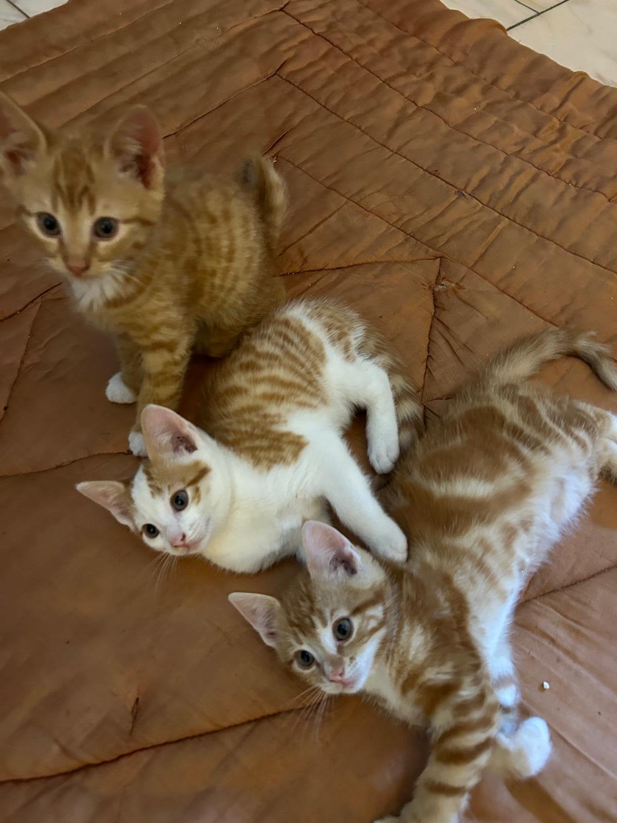 Kittens (rode / rood witte katers), Dieren en Toebehoren, Meerdere dieren, Kortharig, 0 tot 2 jaar