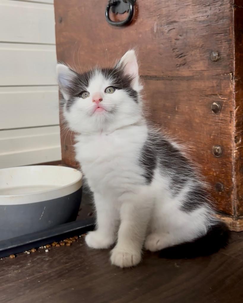 Prachtige zuivere Noorse Boskat kittens, Meerdere dieren, Ontwormd