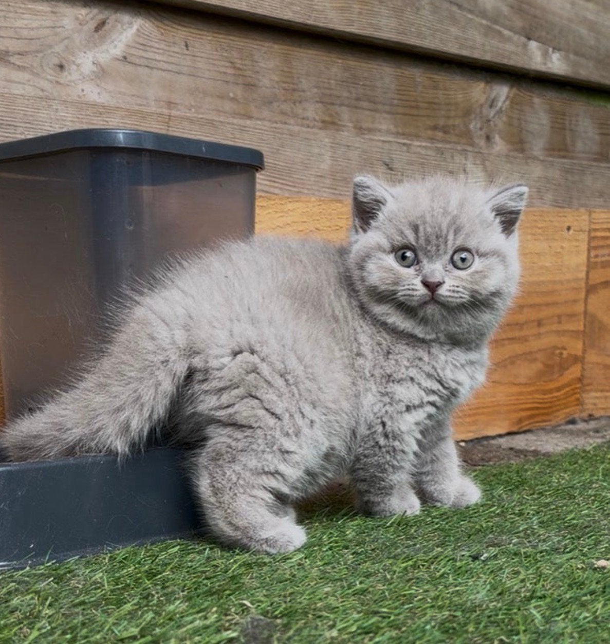 TOP! Prachtige blauw en lilac brits korthaar poesjes❤️, Dieren en Toebehoren, Poes, Ontwormd, 0 tot 2 jaar