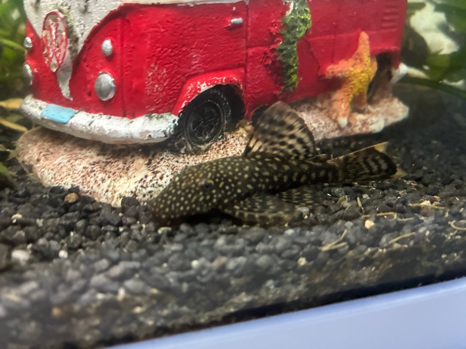 Te koop ivm overbevolking: algeneters, Dieren en Toebehoren, Vissen | Aquariumvissen, Vis