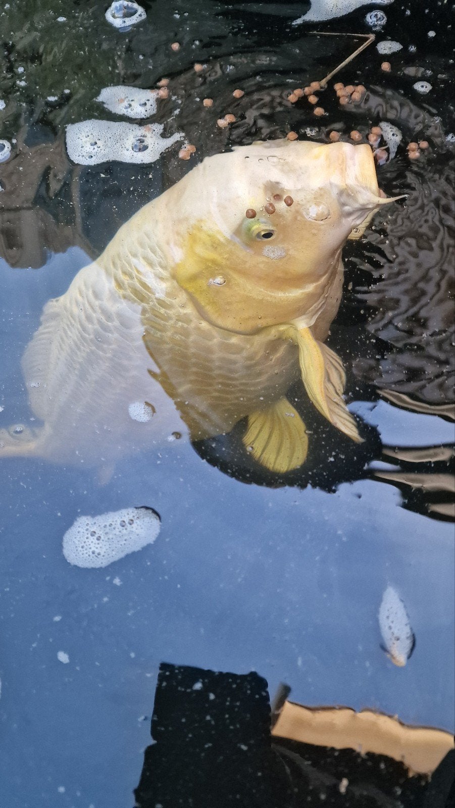 grote koi karpers, zsm af te halen ivm overlijden eigenaar, Dieren en Toebehoren, Karper of Koi