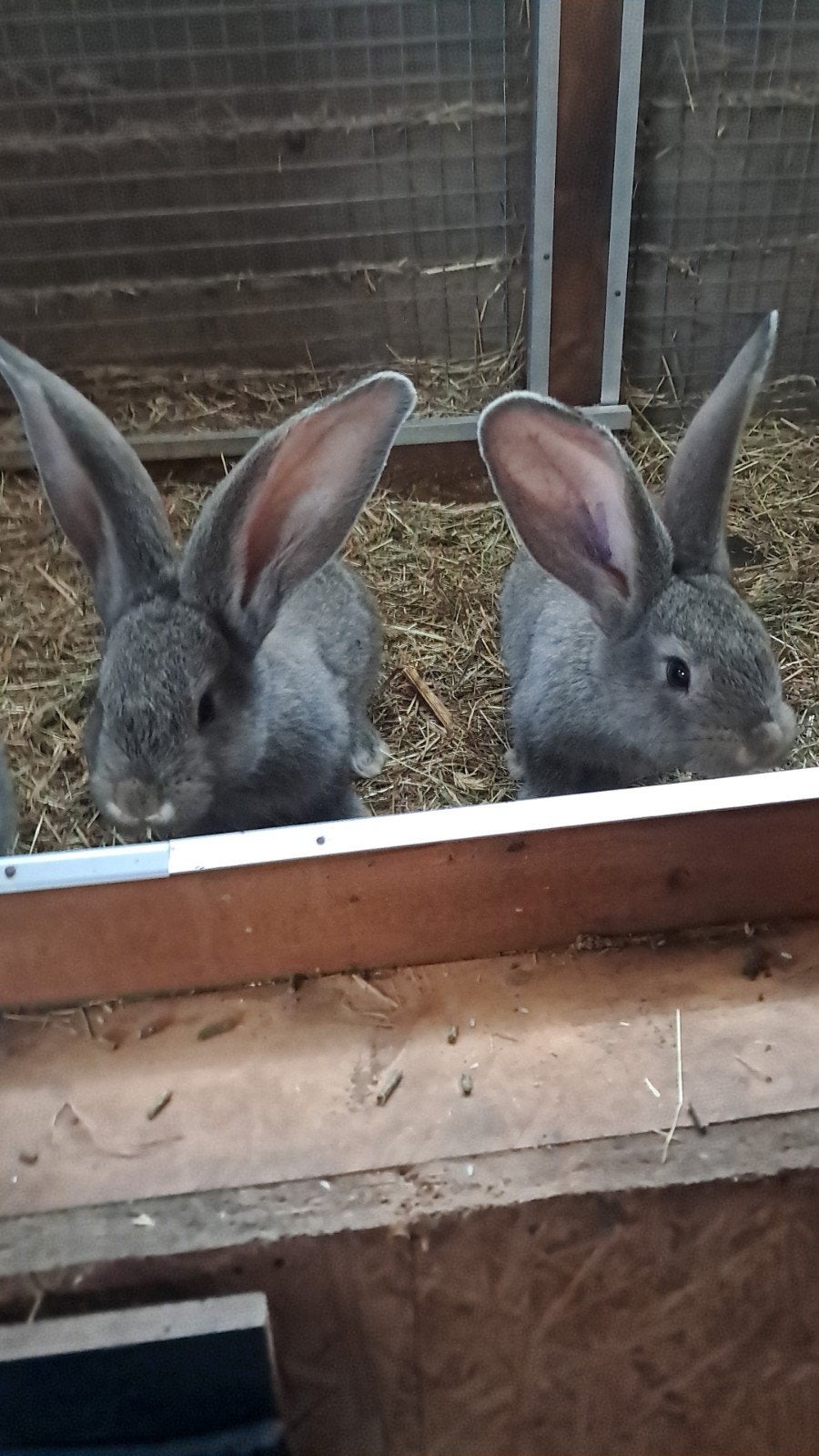 konijnen, Dieren en Toebehoren, Konijnen, Mannelijk, Groot