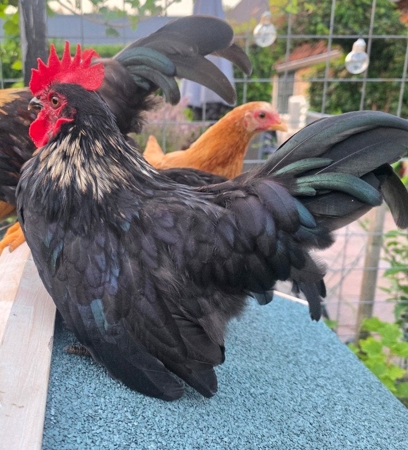 Trio Chabo kippen 3,5 maand oud ( tam), Meerdere dieren, Kip