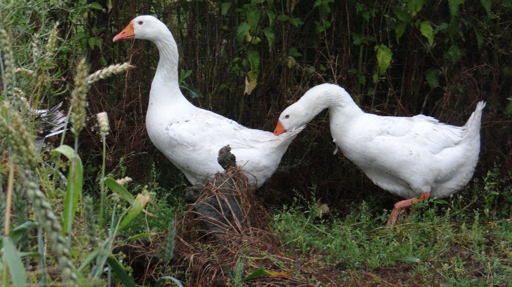 Boeren witte ganzen | Deskundig advies, Dieren en Toebehoren, Meerdere dieren, Gans of Zwaan