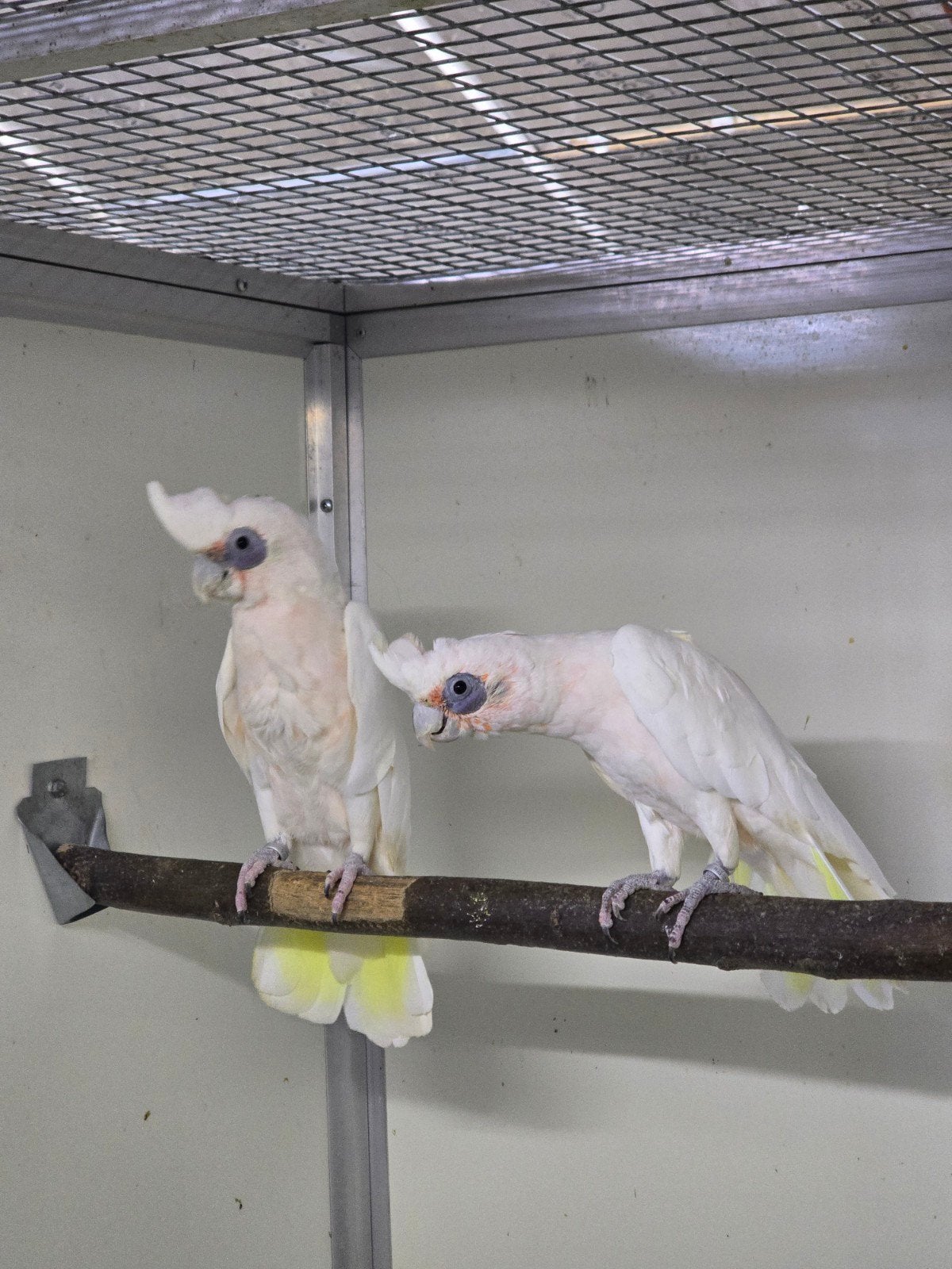koppel naaktoogkakatoes te koop, Dieren en Toebehoren, Meerdere dieren, Papegaai, Geringd