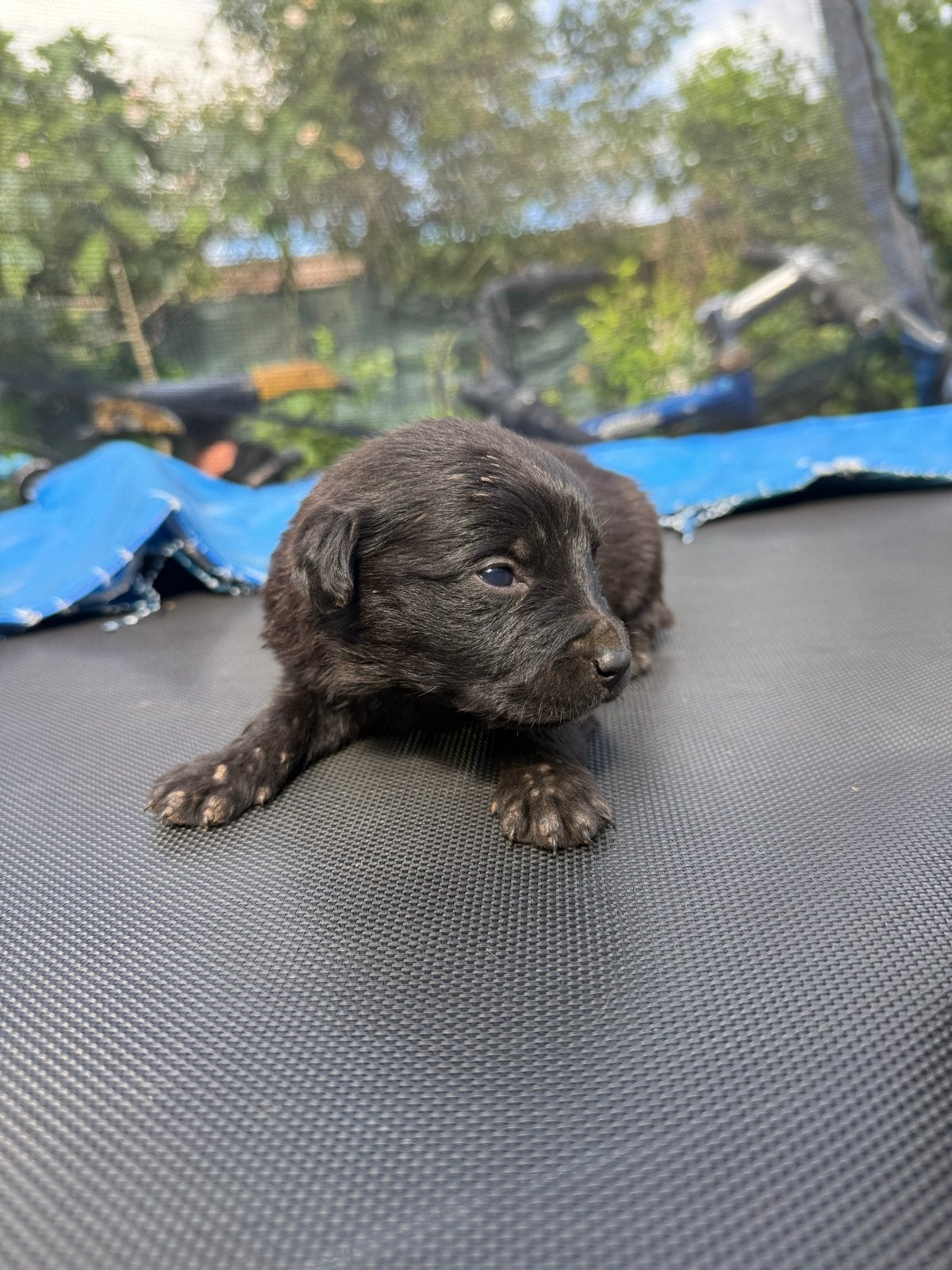 ROTWEILER X DUITSE HERDER, Dieren en Toebehoren, Verzenden