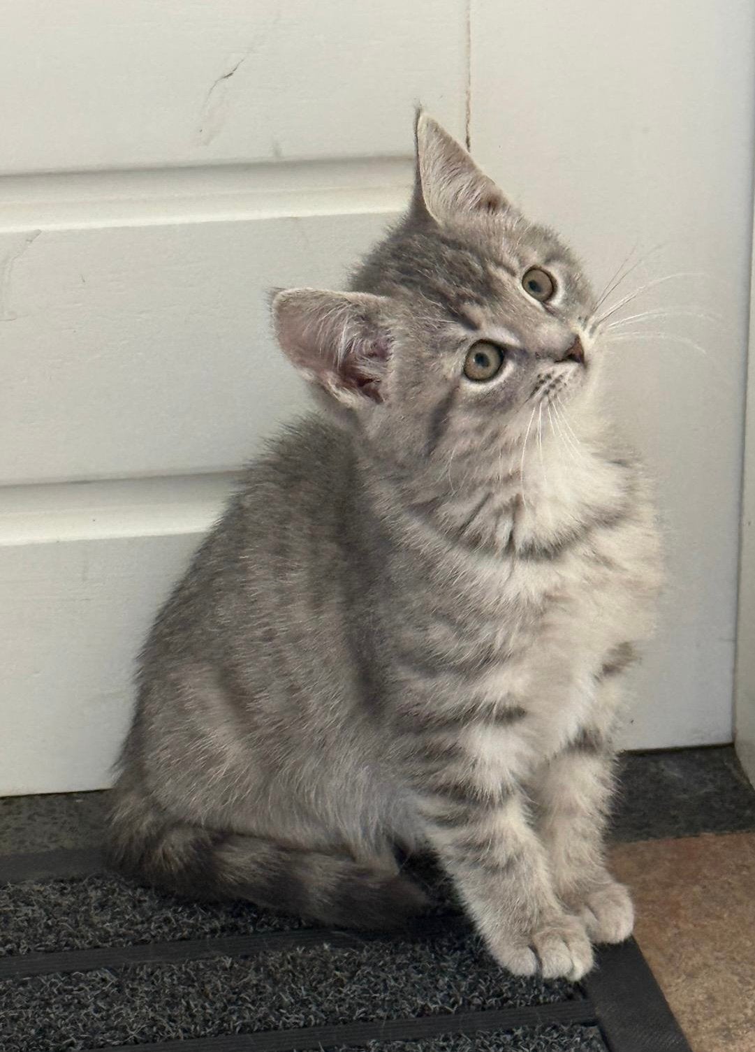 Bijzonder mooie kittens zilvergrijs, tijger en lapjes, Meerdere dieren