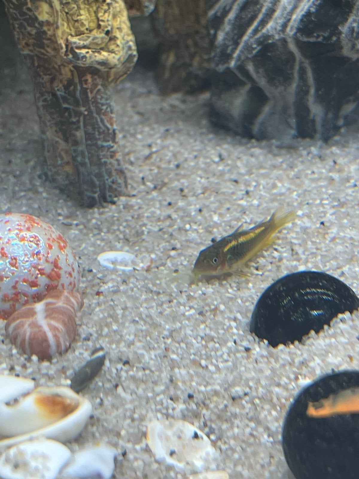 Jonge corydoras gold, Vis