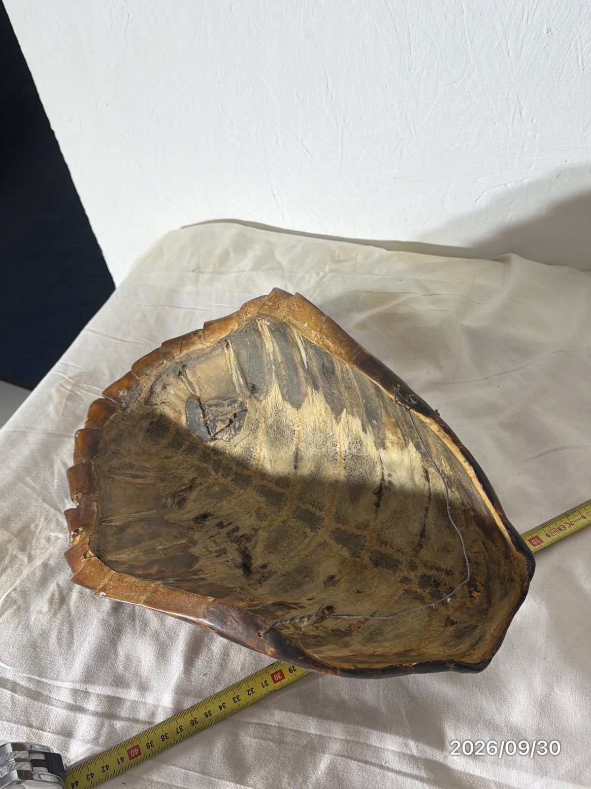 - Schildpadschild, Ophalen of Verzenden, Gebruikt, Overige soorten, Overige typen