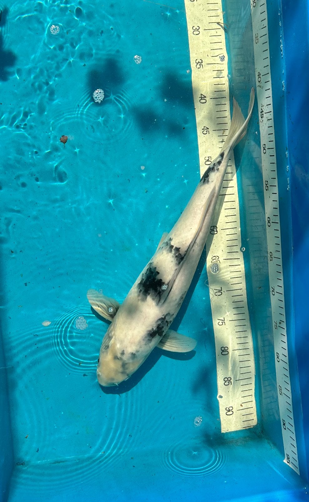 Shiro Utsuri – 49 cm – Male  Kweker, Omosako, Dieren en Toebehoren, Karper of Koi