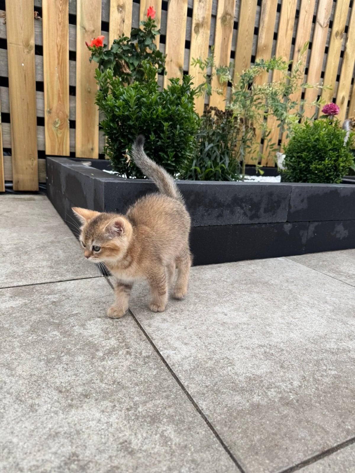 Britse Korthaar kittens, Meerdere dieren, Gechipt, 0 tot 2 jaar