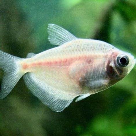 Rouw tetra goud, Vis