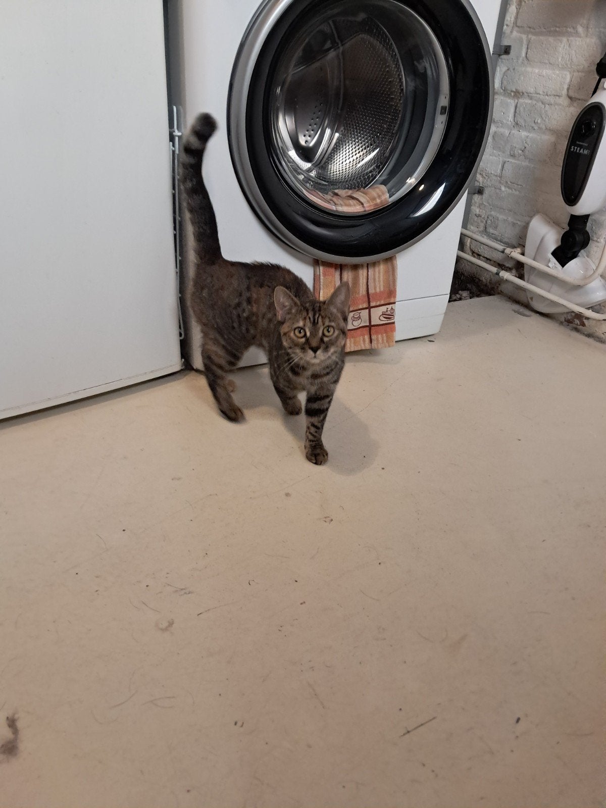 Kitten vrouwtje 5 maanden, Dieren en Toebehoren, Poes