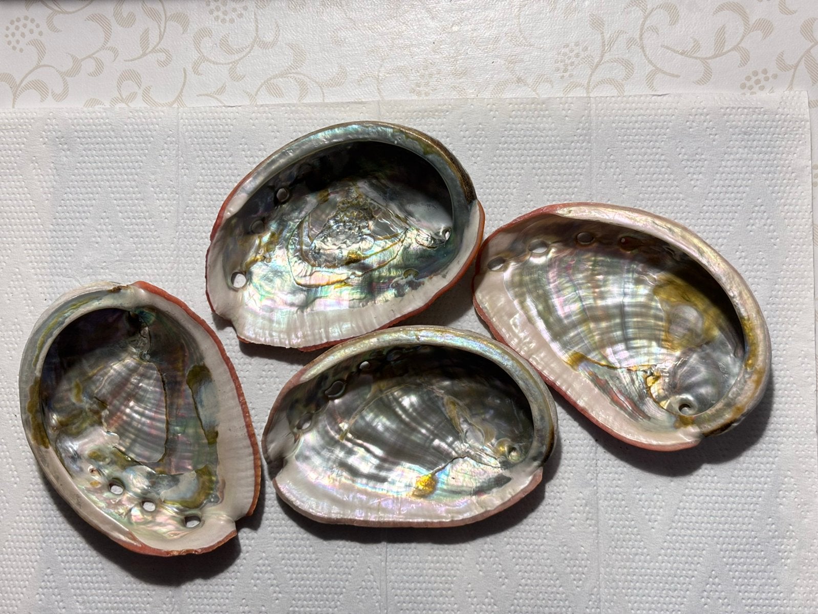 Abalone schelpen, set van 4, Ophalen, Schelp(en)