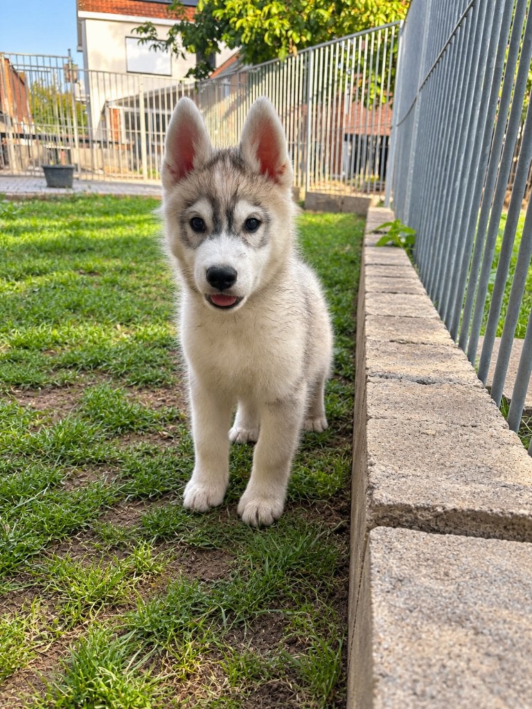 Husky pups FCI Stamboom, België, 8 tot 15 weken, Poolhond, Meerdere