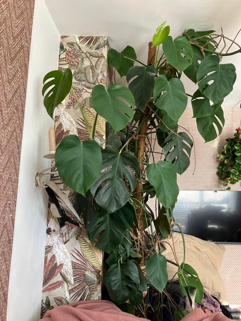 XXL monstera kamerplant 240 hoog, Huis en Inrichting, Kamerplanten, Ophalen of Verzenden, Halfschaduw, Minder dan 100 cm