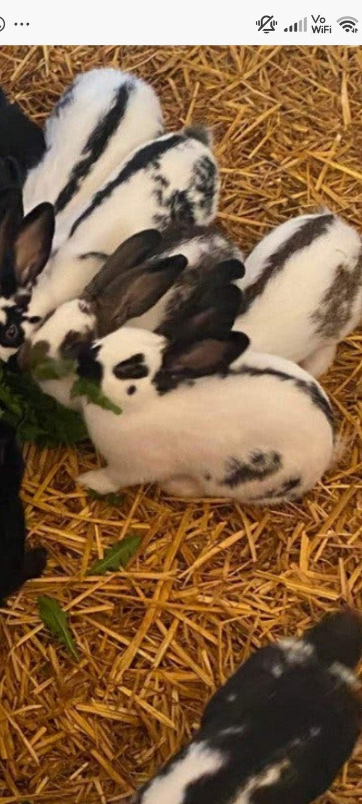 konijnen te koop, Dieren en Toebehoren, Konijnen