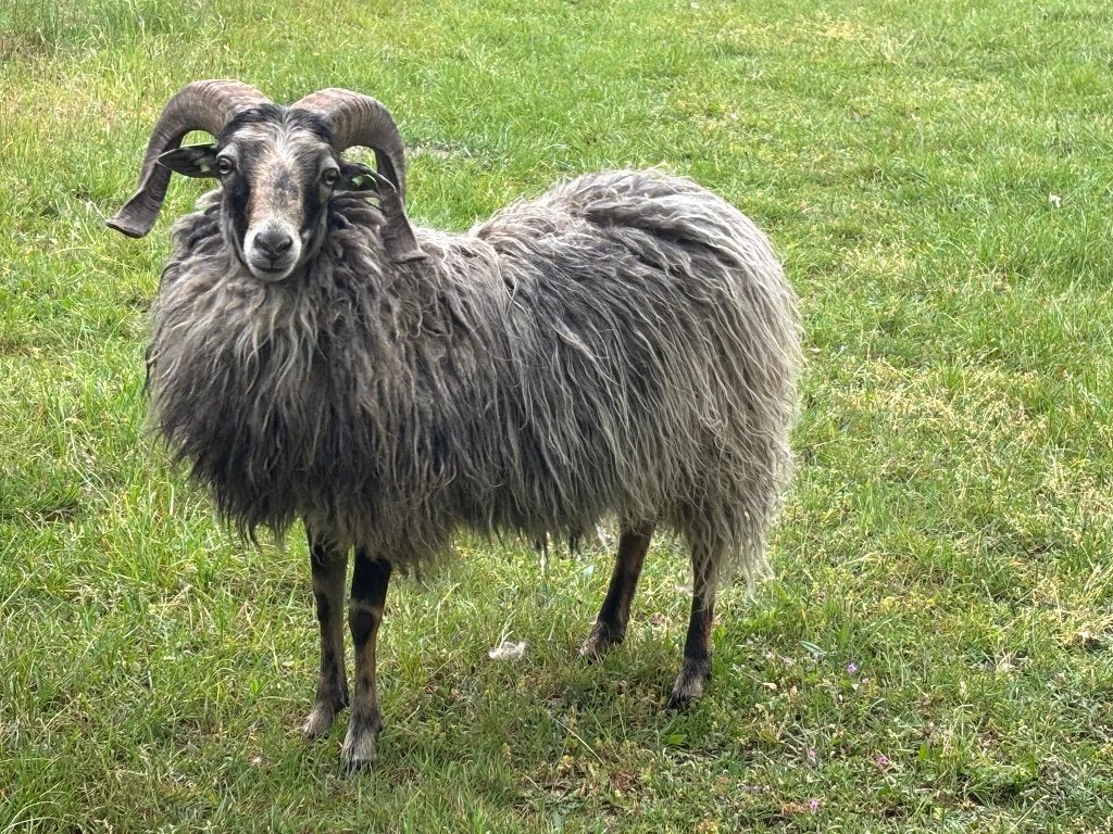 Mooie Skudde Dekram, Dieren en Toebehoren, Schapen, Geiten en Varkens, Mannelijk, Schaap, 0 tot 2 jaar