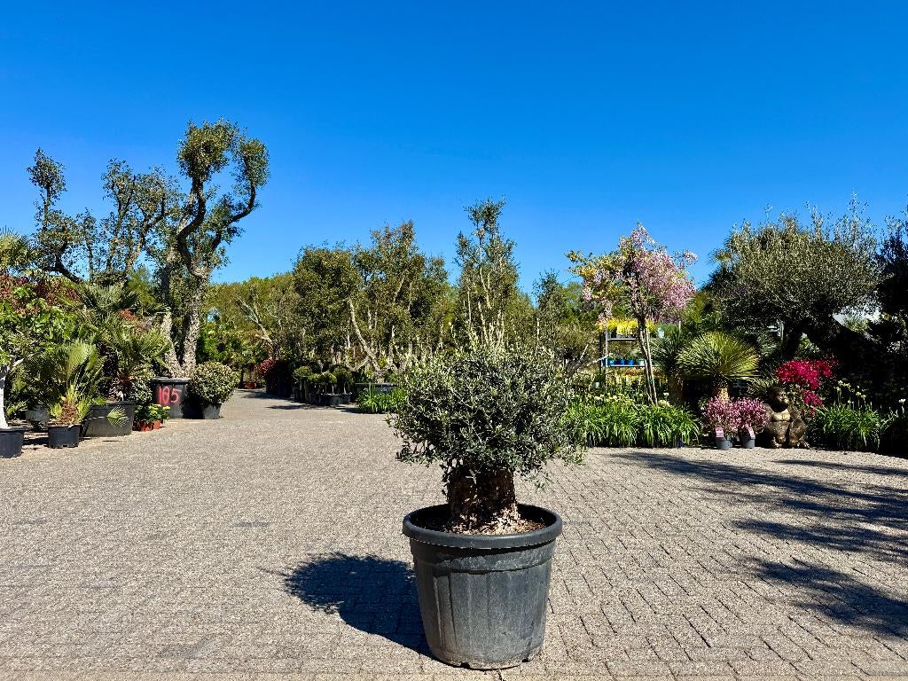 Olijfboom - Olea europaea 60/80 cm stamomtrek te koop!!
