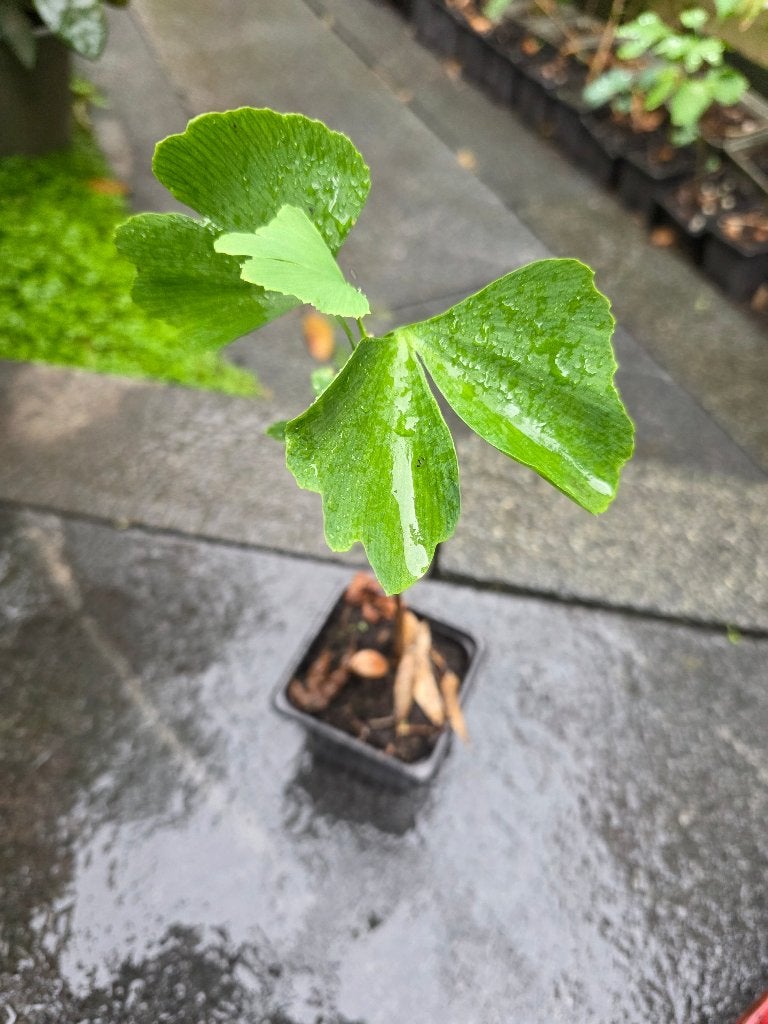 zaailing japanse notenboom, ginko biloba, Ophalen, Halfschaduw, Overige soorten, Lente
