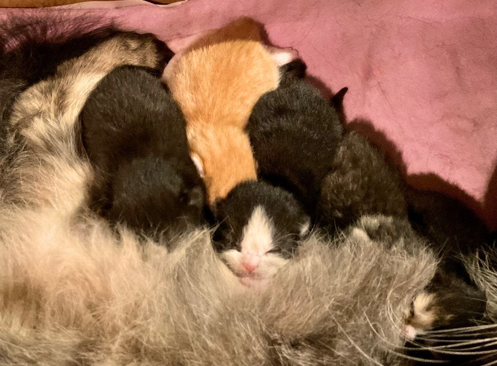 Ragdoll - Britse Korthaar x Perzische kittens [Fluffy Mix], Meerdere dieren, 0 tot 2 jaar