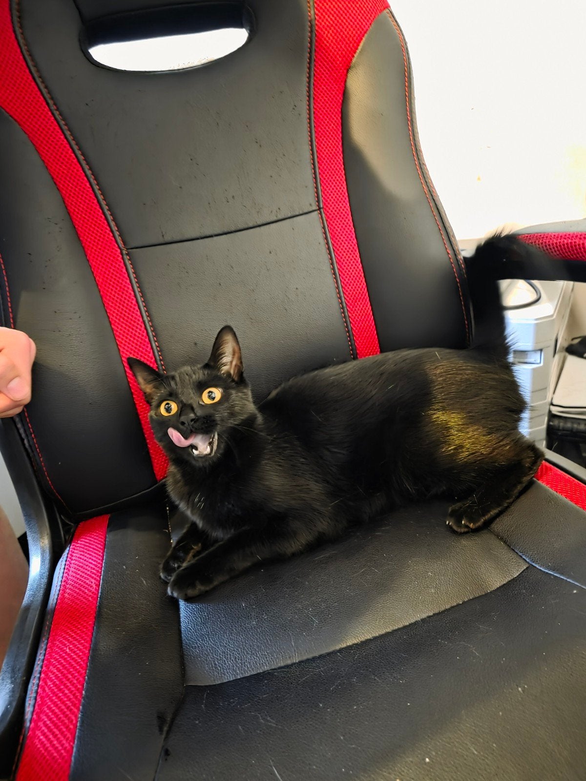 Lief gitzwart poes(je)!!, Dieren en Toebehoren, Ophalen