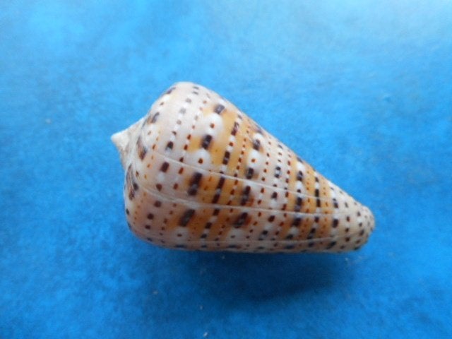 Schelpen: Conidae (deel 2), Verzamelen, Verzenden, Schelp(en)
