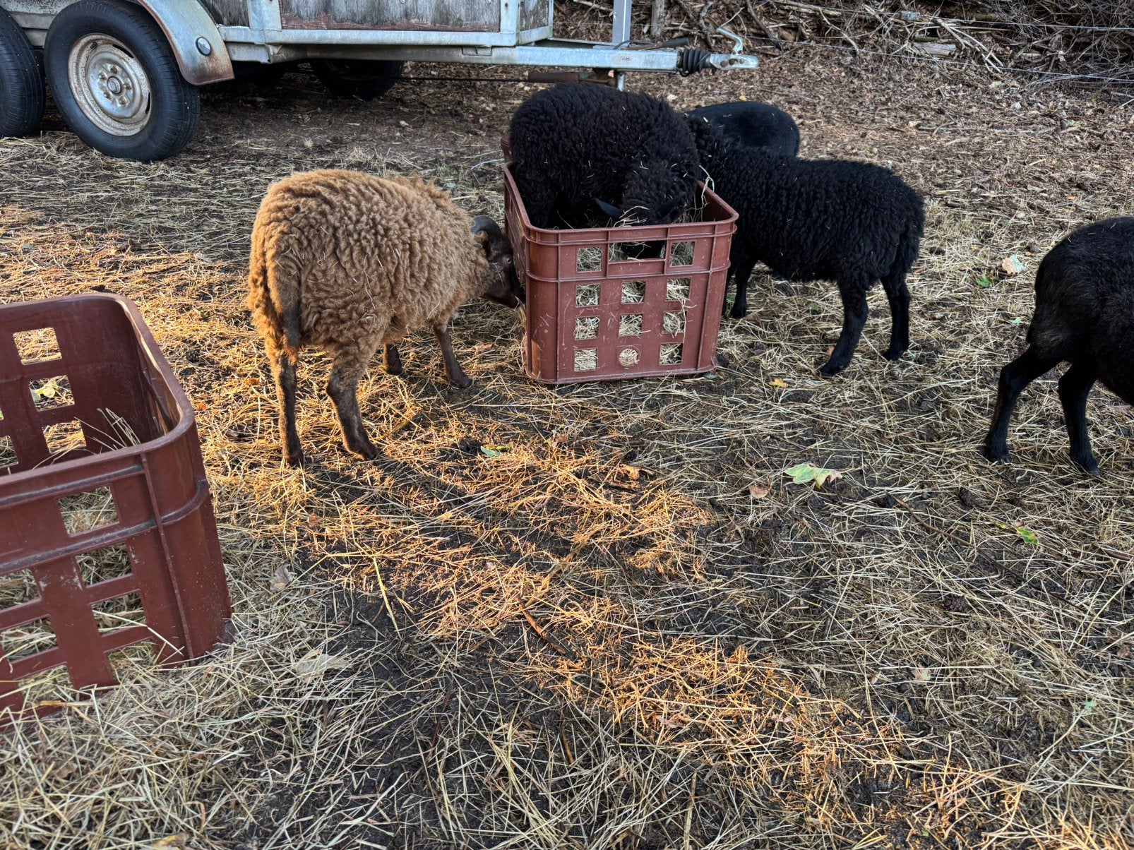 Quessant schaapjes koppeltje, Meerdere dieren, Schaap, 0 tot 2 jaar