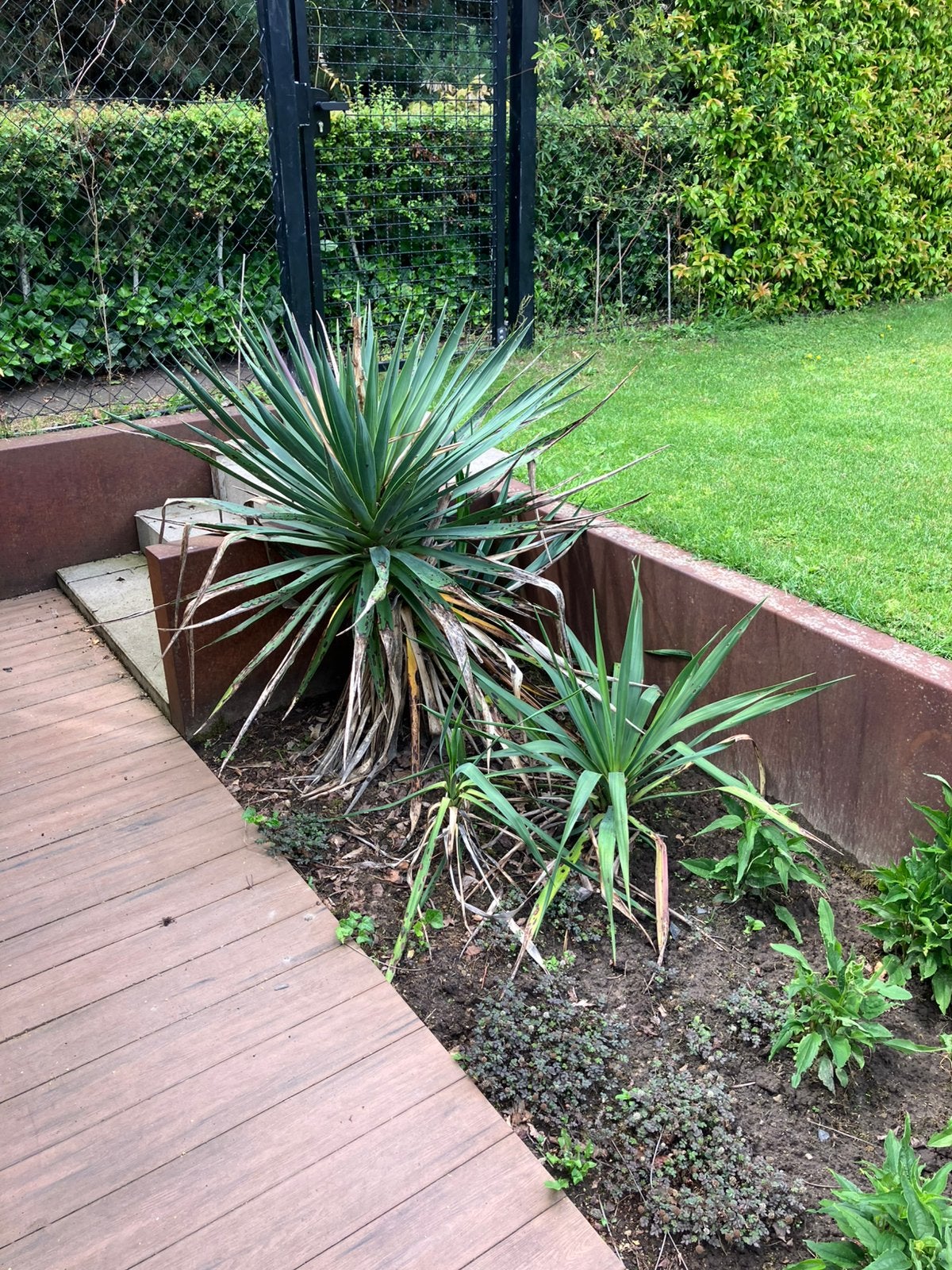 Yucca, Ophalen, Overige soorten, Volle zon