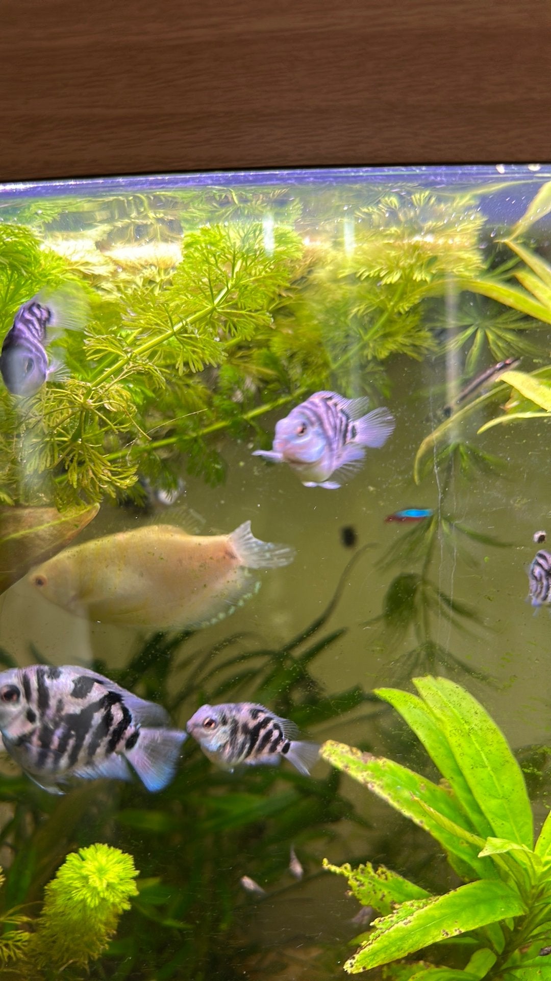 Zebra cichlide cobra blue, Dieren en Toebehoren, Vissen | Aquariumvissen, Vis, Zoetwatervis