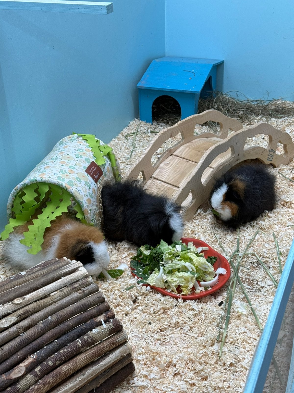 3 CH teddy zeugjes en CH teddy castraat driekleur/zwart-wit, Dieren en Toebehoren, Oktober, Meerdere dieren, Cavia