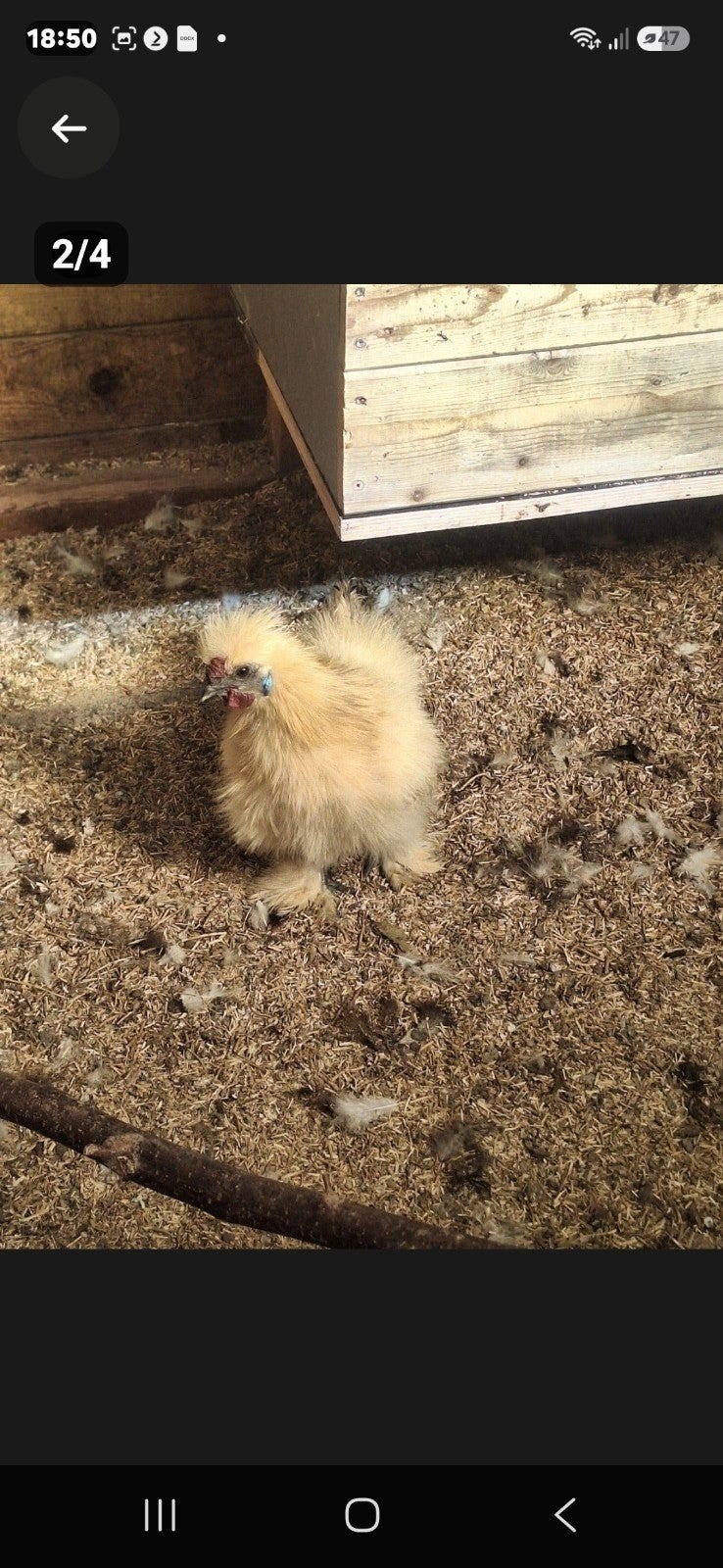 zijdehoender koppel, Dieren en Toebehoren, Meerdere dieren, Kip