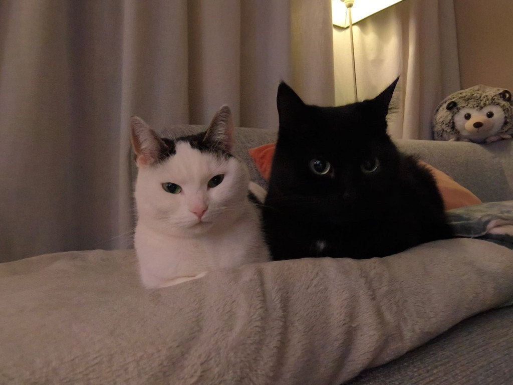 2 lieve katten (1 kater van 6 jaar en 1 poes van 5 jaar), Kater, Gechipt, 6 jaar of ouder