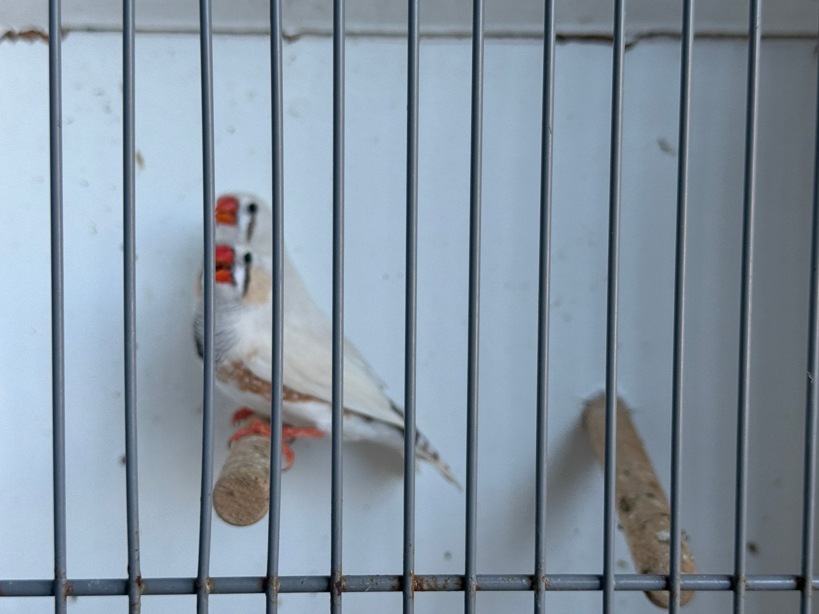 Zebravink koppel, Dieren en Toebehoren, Meerdere dieren