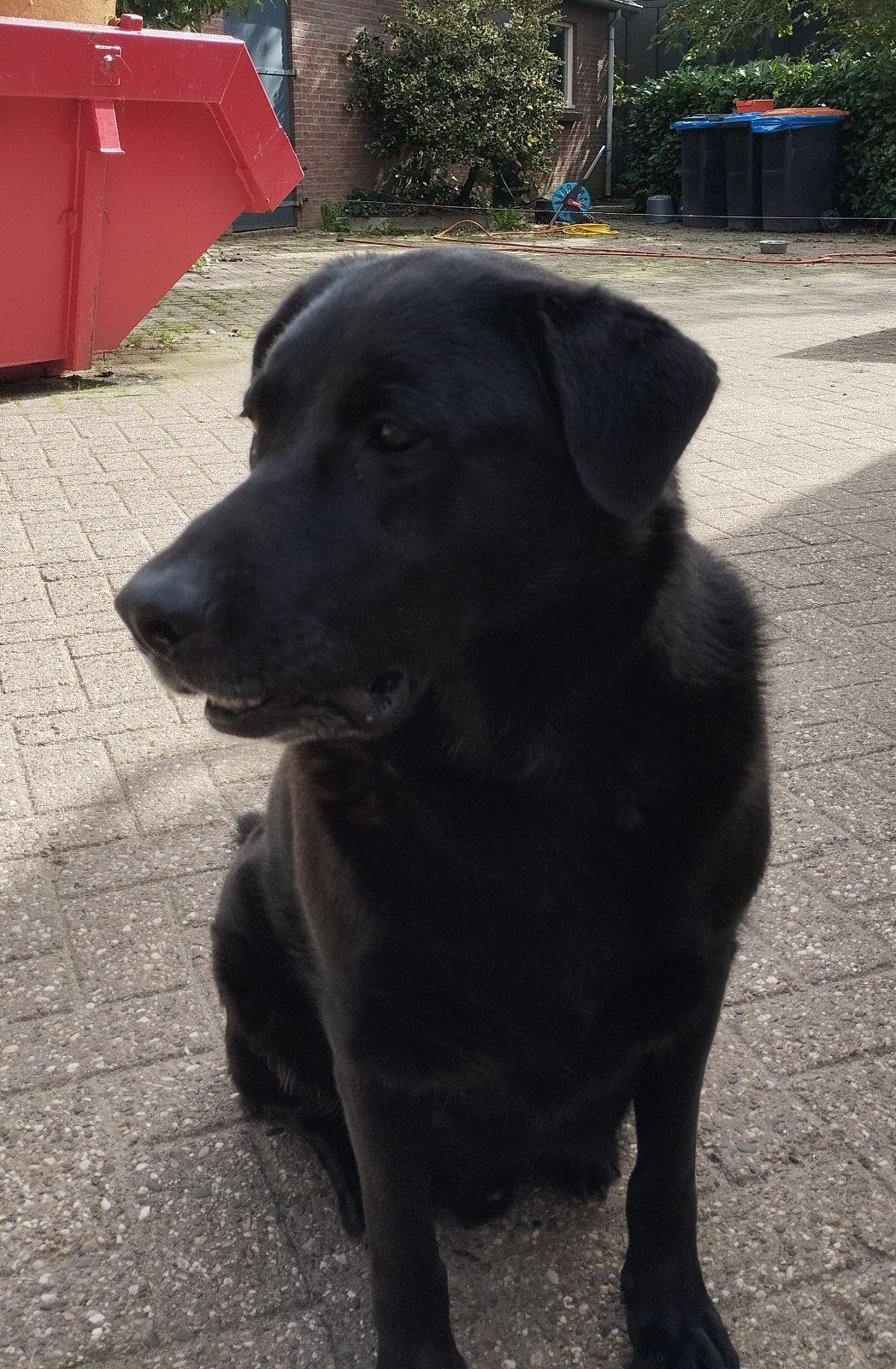 Gezocht, Reu, 1 tot 2 jaar, Eén hond, Klein