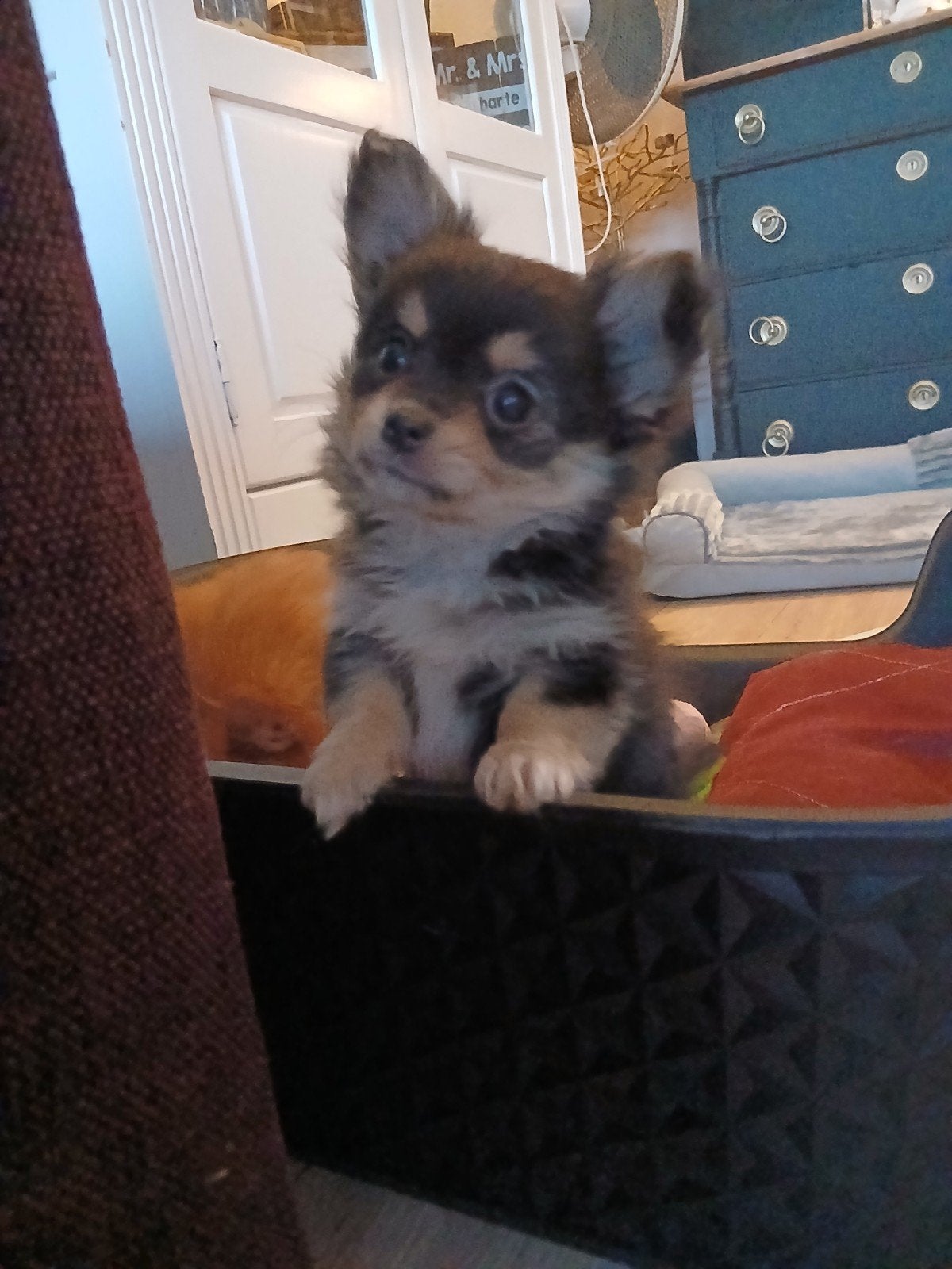 pomsi pups, 8 tot 15 weken, Dwerg, Langhaar, Meerdere
