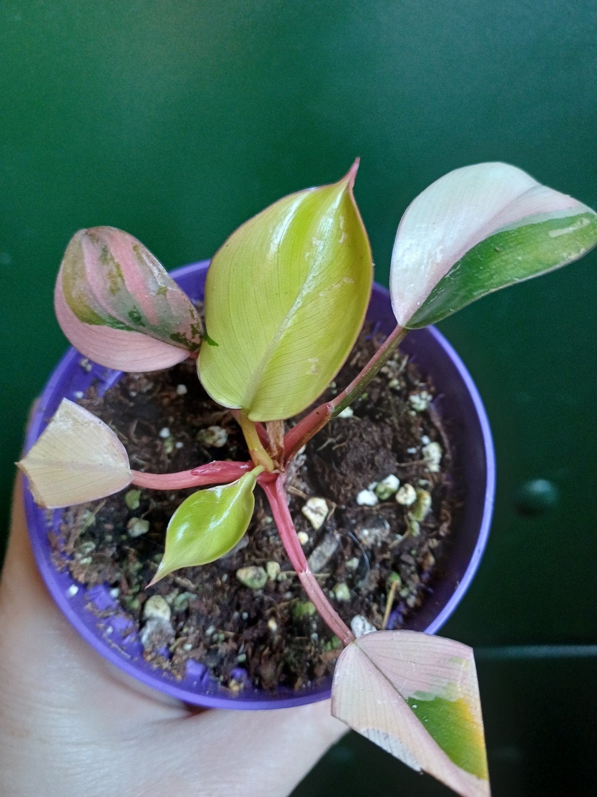 Philodendron red congo variegata, Ophalen of Verzenden, Halfschaduw, Minder dan 100 cm