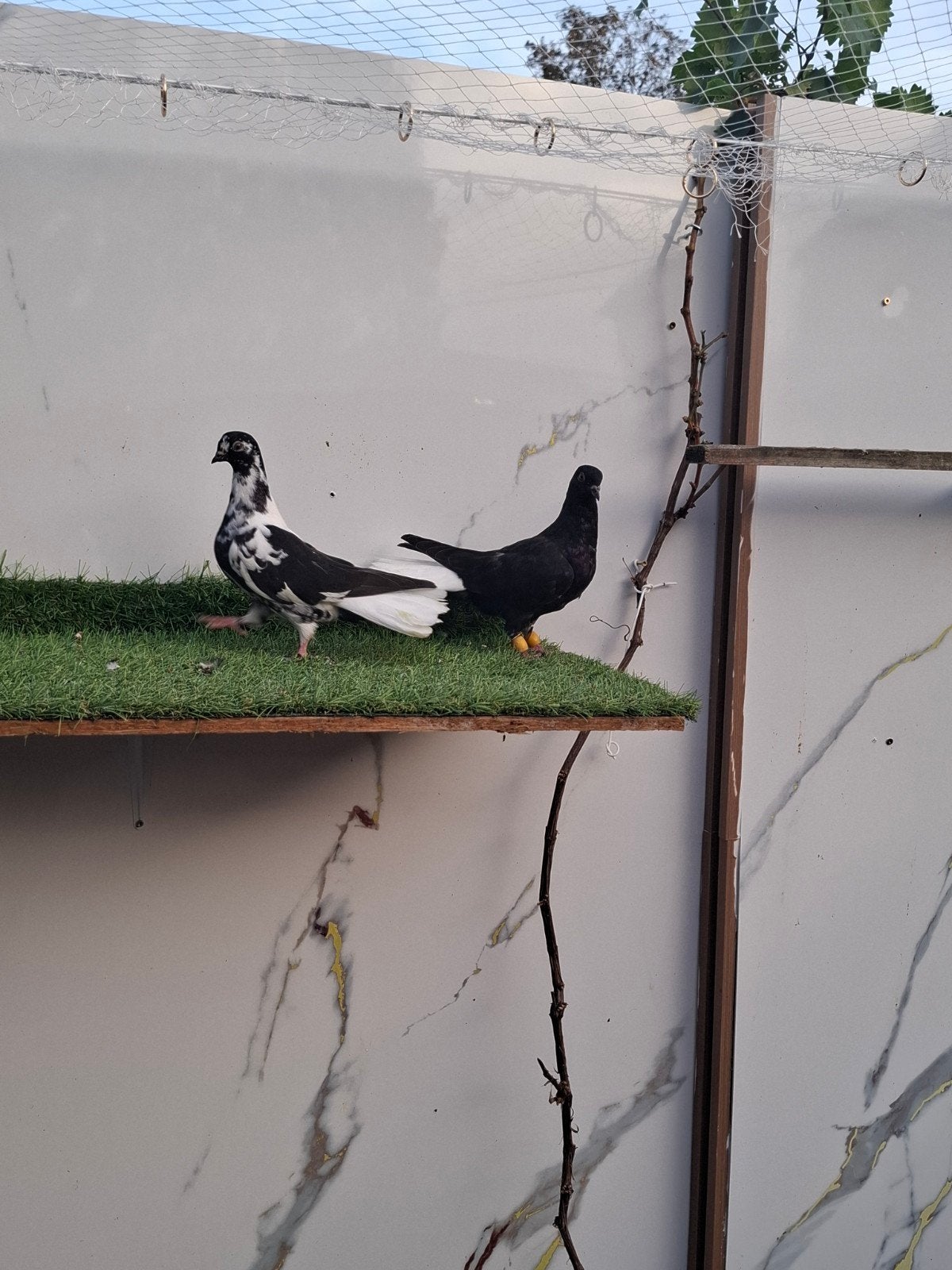 te koop mooi kopple sierduiven I, Dieren en Toebehoren, Meerdere dieren, Overige soorten