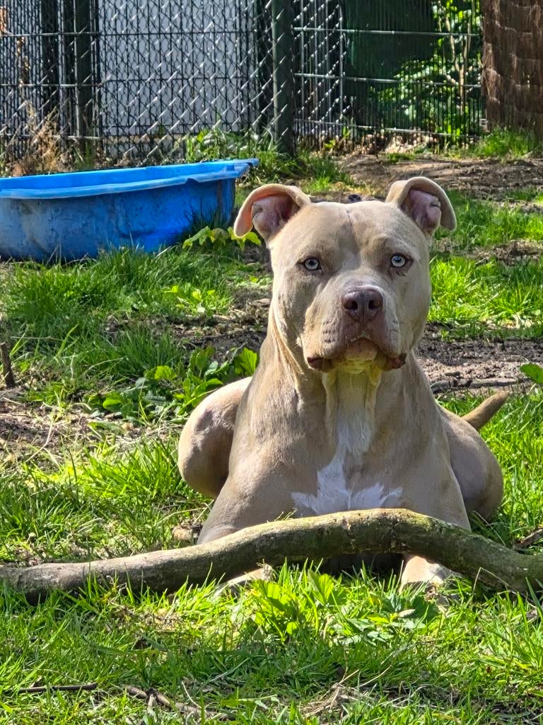 Stafford ter adoptie, Parvo, Nederland, Overige rassen, 1 tot 2 jaar