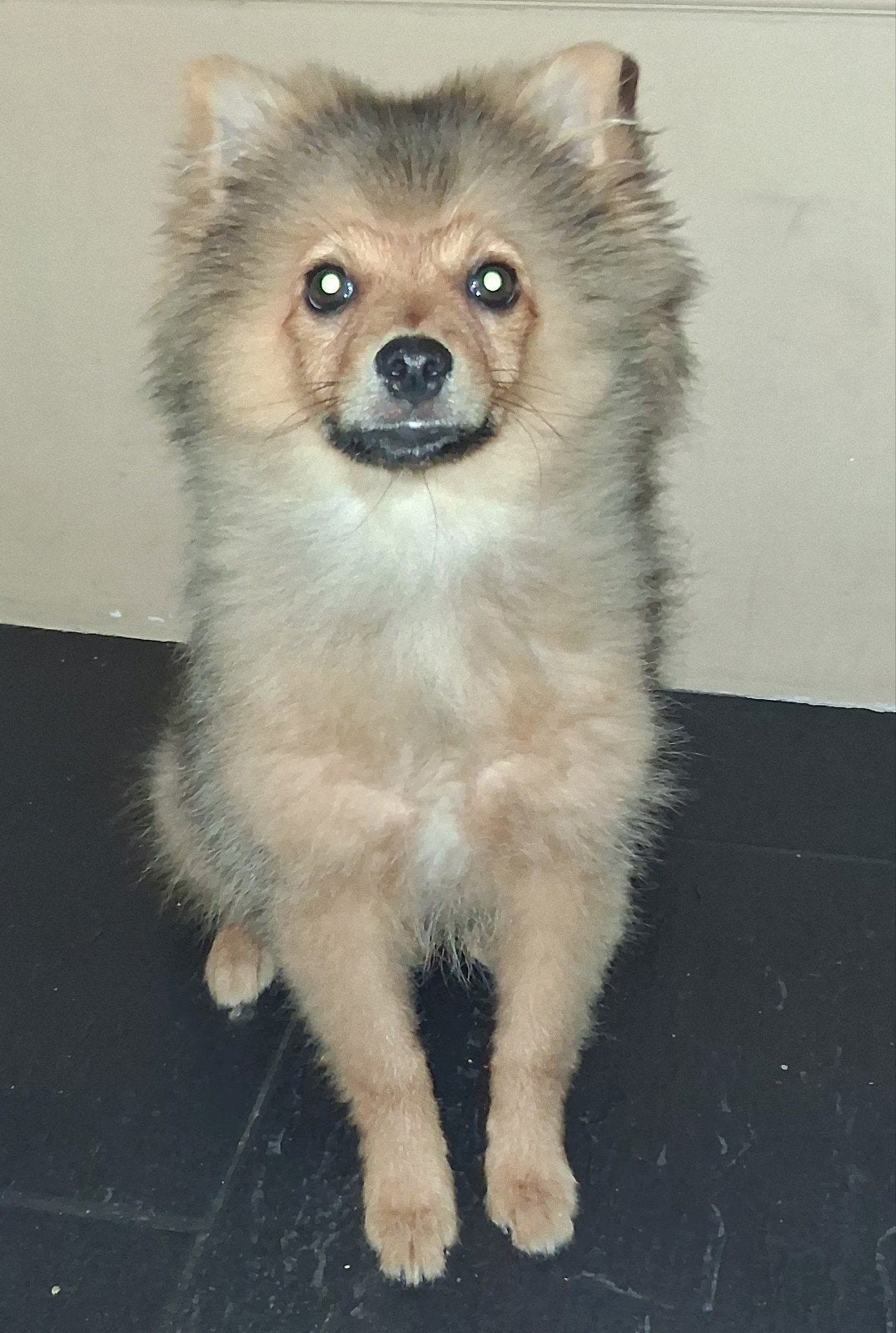 pomeriaan/keeshond, België, Particulier, Keeshond, 15 weken tot 1 jaar