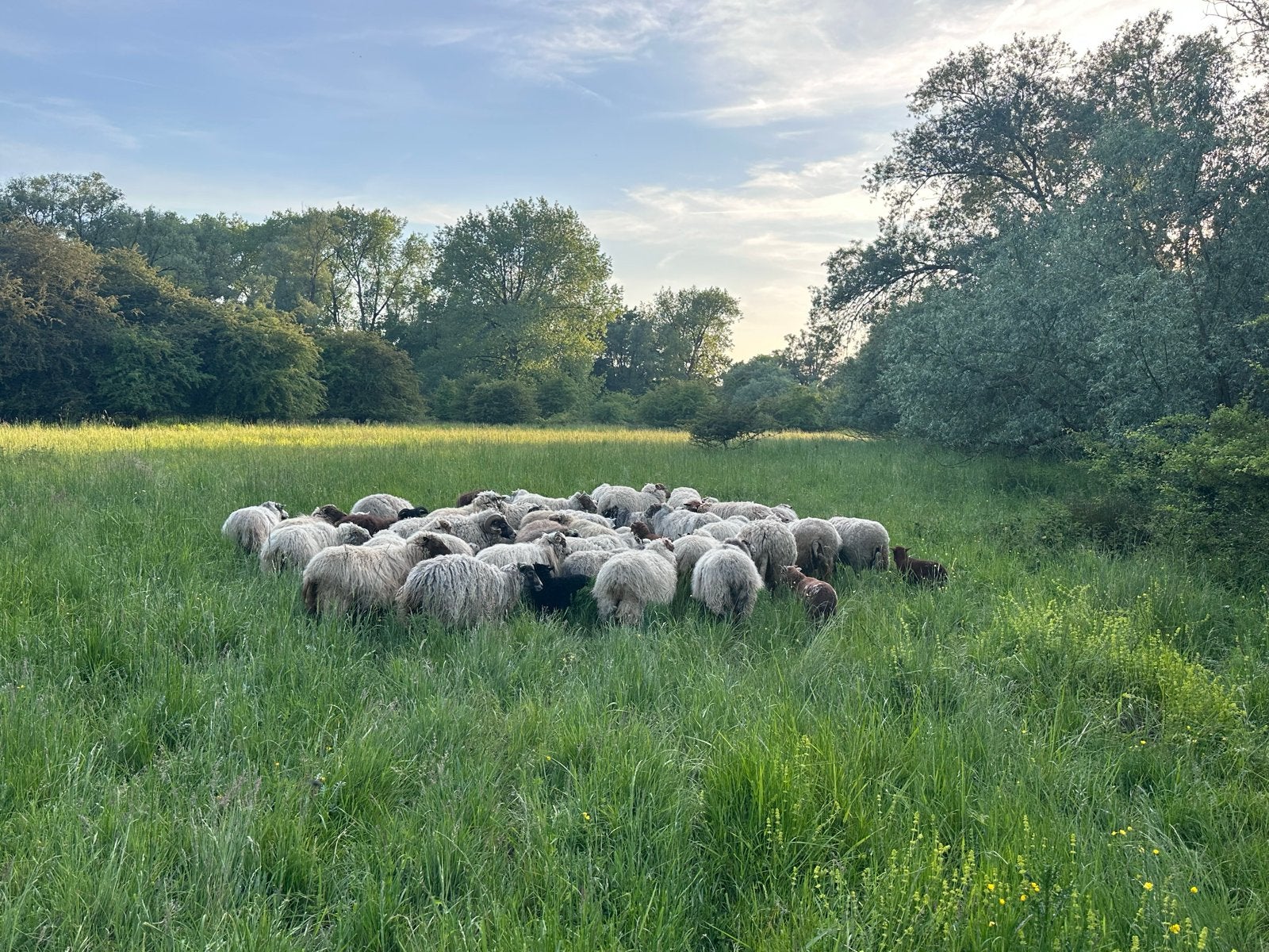 Wol, skudde, solognote, drent en kemp, Dieren en Toebehoren, Schapen, Geiten en Varkens, Meerdere dieren, Schaap
